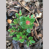 Shrubs ~ Arctostaphylos x 'Greensphere', Manzanita ~ Dancing Oaks Nursery and Gardens ~ Retail Nursery ~ Mail Order Nursery