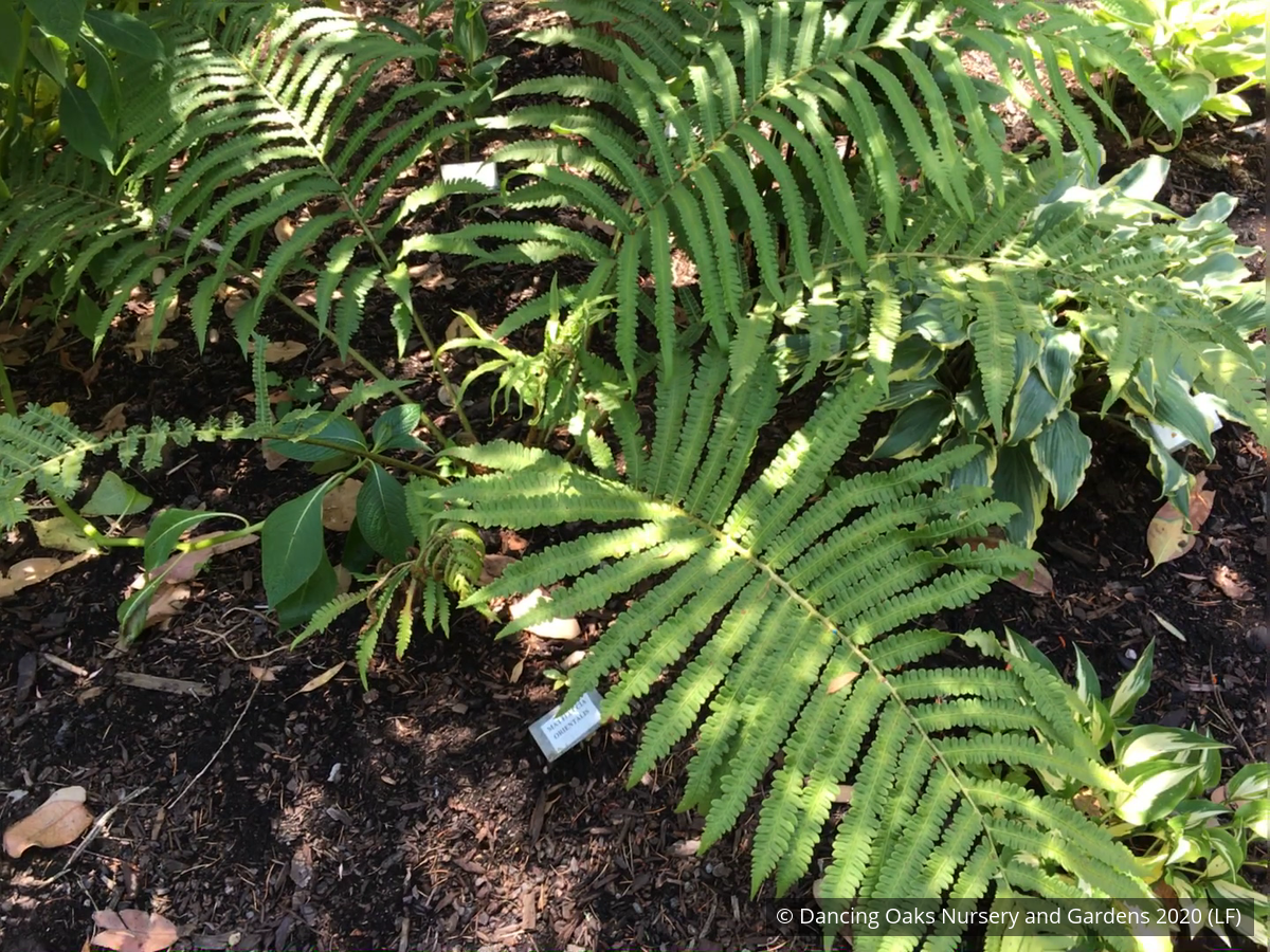 Ferns ~ Matteuccia orientalis, Oriental Ostrich Fern ~ Dancing Oaks Nursery and Gardens ~ Retail Nursery ~ Mail Order Nursery