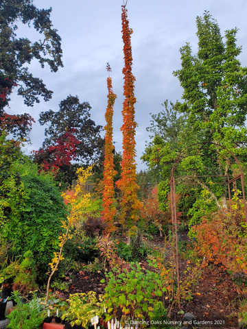 Trees ~ Acer saccharum 'Monumentale', Columnar Sugar Maple ~ Dancing Oaks Nursery and Gardens ~ Retail Nursery ~ Mail Order Nursery
