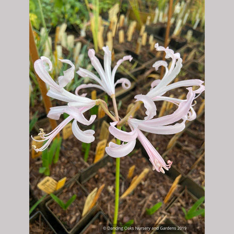 Bulbs & Tubers ~ Nerine hybrid, Geurnsey Lily ~ Dancing Oaks Nursery and Gardens ~ Retail Nursery ~ Mail Order Nursery
