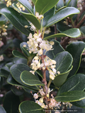 Shrubs ~ Osmanthus heterophyllus 'Rotundifolius', Tea Olive ~ Dancing Oaks Nursery and Gardens ~ Retail Nursery ~ Mail Order Nursery