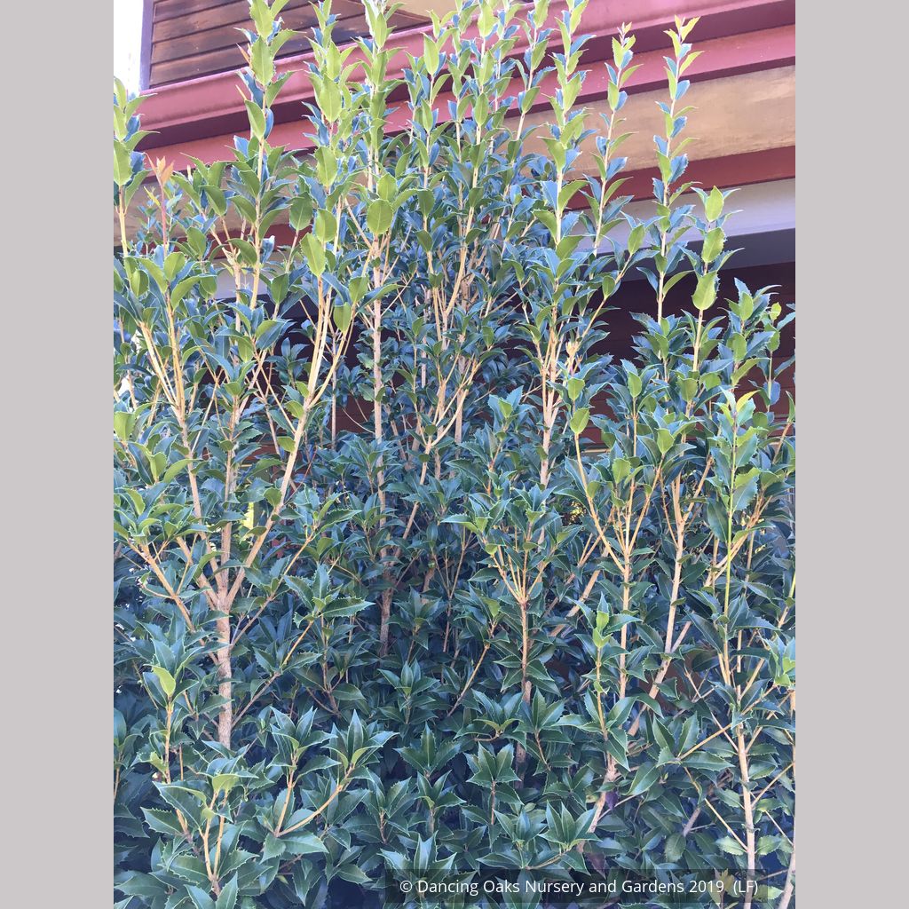 osmanthus_318さん専用 Osmanthus x fortunei 'San Jose', Tea Olive – Dancing Oaks Nursery
