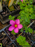 Perennials ~ Oxalis hirta, Trailing Oxalis ~ Dancing Oaks Nursery and Gardens ~ Retail Nursery ~ Mail Order Nursery
