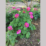Perennials ~ Paeonia obovata, Obovate Peony ~ Dancing Oaks Nursery and Gardens ~ Retail Nursery ~ Mail Order Nursery