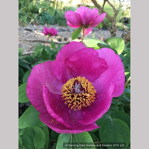 Perennials ~ Paeonia obovata, Obovate Peony ~ Dancing Oaks Nursery and Gardens ~ Retail Nursery ~ Mail Order Nursery