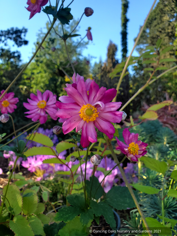 Anemone hupehensis var. japonica 'Pamina'