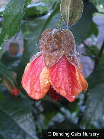 Shrubs ~ Abutilon 'Dennis', Flowering Maple ~ Dancing Oaks Nursery and Gardens ~ Retail Nursery ~ Mail Order Nursery