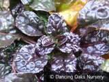 Ground Covers ~ Ajuga 'Metallica Crispa', Bugleweed ~ Dancing Oaks Nursery and Gardens ~ Retail Nursery ~ Mail Order Nursery