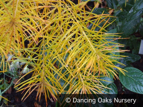 Perennials ~ Amsonia hubrichtii, Blue Star ~ Dancing Oaks Nursery and Gardens ~ Retail Nursery ~ Mail Order Nursery