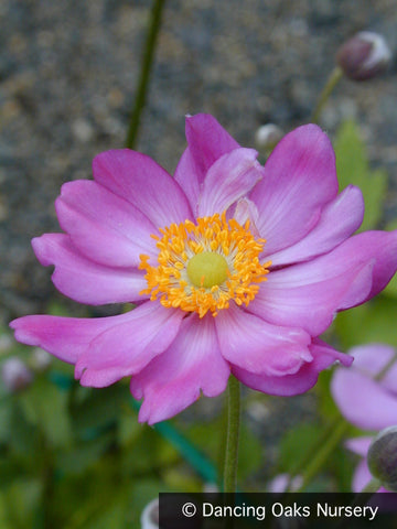 Perennials ~ Anemone x hybrida, Fall Anemone ~ Dancing Oaks Nursery and Gardens ~ Retail Nursery ~ Mail Order Nursery