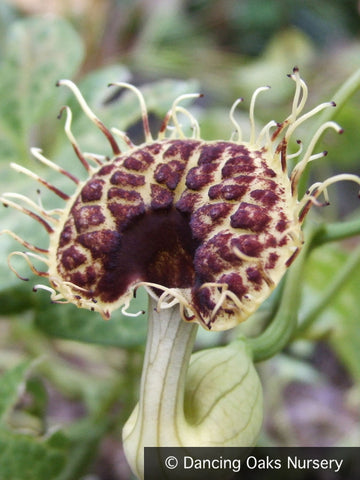 Perennials ~ Aristolochia fimbriata, White-veined Dutchman's Pipe, Fringed Aristolochia ~ Dancing Oaks Nursery and Gardens ~ Retail Nursery ~ Mail Order Nursery