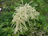 Perennials ~ Aruncus dioicus, Goatsbeard or Bride's Feathers ~ Dancing Oaks Nursery and Gardens ~ Retail Nursery ~ Mail Order Nursery