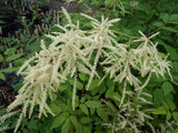 Perennials ~ Aruncus dioicus, Goatsbeard or Bride's Feathers ~ Dancing Oaks Nursery and Gardens ~ Retail Nursery ~ Mail Order Nursery
