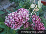 Perennials ~ Asclepias incarnata, Swamp Milkweed or Rose Milkweed ~ Dancing Oaks Nursery and Gardens ~ Retail Nursery ~ Mail Order Nursery
