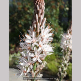 Perennials ~ Asphodelus ramosus, Silverrod ~ Dancing Oaks Nursery and Gardens ~ Retail Nursery ~ Mail Order Nursery