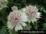Perennials ~ Astrantia major 'Alba', Masterwort ~ Dancing Oaks Nursery and Gardens ~ Retail Nursery ~ Mail Order Nursery