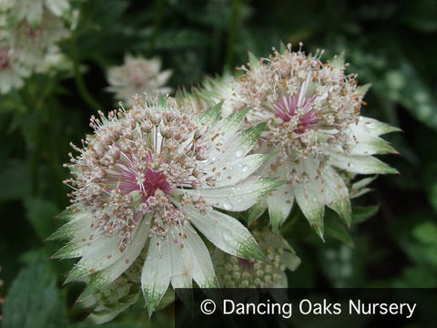 Perennials ~ Astrantia major 'Alba', Masterwort ~ Dancing Oaks Nursery and Gardens ~ Retail Nursery ~ Mail Order Nursery