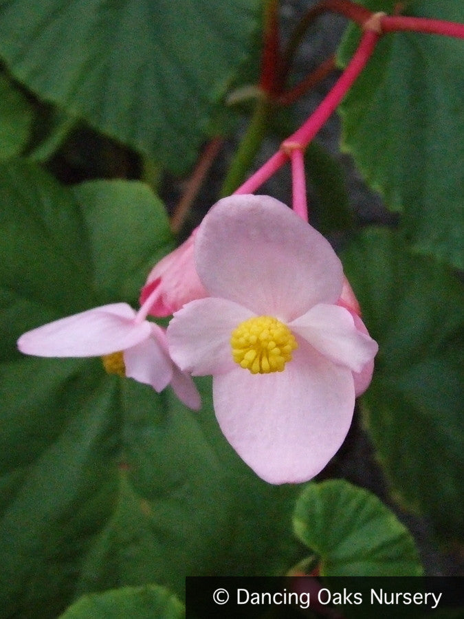 Perennials ~ Begonia grandis 'Heron's Pirouette', Hardy Begonia ~ Dancing Oaks Nursery and Gardens ~ Retail Nursery ~ Mail Order Nursery