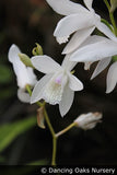 Perennials ~ Bletilla striata 'Innocence', Hardy Ground Orchid ~ Dancing Oaks Nursery and Gardens ~ Retail Nursery ~ Mail Order Nursery