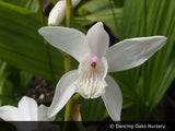 Perennials ~ Bletilla striata 'Innocence', Hardy Ground Orchid ~ Dancing Oaks Nursery and Gardens ~ Retail Nursery ~ Mail Order Nursery