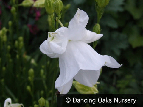 Perennials ~ Campanula persicifolia 'Gawen', Bellflower ~ Dancing Oaks Nursery and Gardens ~ Retail Nursery ~ Mail Order Nursery