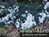 Perennials ~ Clematis recta 'Purpurea', Shrub Clematis ~ Dancing Oaks Nursery and Gardens ~ Retail Nursery ~ Mail Order Nursery