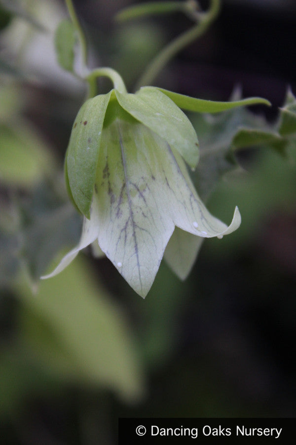 Perennials ~ Codonopsis tangshen (syn. Codonopsis pilosula ssp. tangshen), Bonnet Bellflower ~ Dancing Oaks Nursery and Gardens ~ Retail Nursery ~ Mail Order Nursery