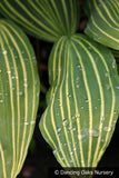Perennials ~ Convallaria majalis 'Albostriata'  Striped Lily of the Valley ~ Dancing Oaks Nursery and Gardens ~ Retail Nursery ~ Mail Order Nursery