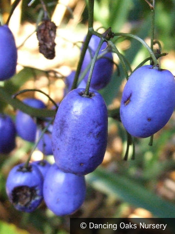 Perennials ~ Dianella tasmanica, Tasman Flax Lily ~ Dancing Oaks Nursery and Gardens ~ Retail Nursery ~ Mail Order Nursery