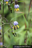 Perennials ~ Dianella tasmanica, Tasman Flax Lily ~ Dancing Oaks Nursery and Gardens ~ Retail Nursery ~ Mail Order Nursery