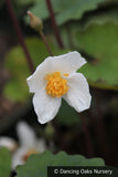Perennials ~ Eomecon chionantha, Poppy of The Dawn or Snow Poppy ~ Dancing Oaks Nursery and Gardens ~ Retail Nursery ~ Mail Order Nursery