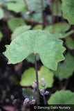 Perennials ~ Eomecon chionantha, Poppy of The Dawn or Snow Poppy ~ Dancing Oaks Nursery and Gardens ~ Retail Nursery ~ Mail Order Nursery