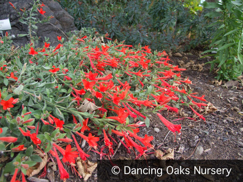 Perennials ~ Epilobium (syn Zauschneria) 'Everett's Choice', California Fuchsia ~ Dancing Oaks Nursery and Gardens ~ Retail Nursery ~ Mail Order Nursery