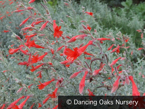 Perennials ~ Epilobium  (syn. Zauschneria) 'Select Silver', California Fuchsia ~ Dancing Oaks Nursery and Gardens ~ Retail Nursery ~ Mail Order Nursery