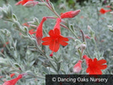 Perennials ~ Epilobium  (syn. Zauschneria) 'Select Silver', California Fuchsia ~ Dancing Oaks Nursery and Gardens ~ Retail Nursery ~ Mail Order Nursery