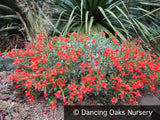 Perennials ~ Epilobium (syn. Zauschneria) septentrionalis 'Select Mattole', Mattole River Fuchsia ~ Dancing Oaks Nursery and Gardens ~ Retail Nursery ~ Mail Order Nursery