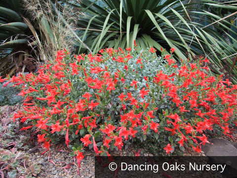 Perennials ~ Epilobium (syn. Zauschneria) septentrionalis 'Select Mattole', Mattole River Fuchsia ~ Dancing Oaks Nursery and Gardens ~ Retail Nursery ~ Mail Order Nursery