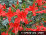 Perennials ~ Epilobium (syn. Zauschneria) septentrionalis 'Select Mattole', Mattole River Fuchsia ~ Dancing Oaks Nursery and Gardens ~ Retail Nursery ~ Mail Order Nursery