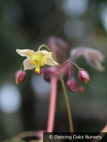 Perennials ~ Epimedium 'Black Sea', Barrenwort ~ Dancing Oaks Nursery and Gardens ~ Retail Nursery ~ Mail Order Nursery