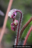 Perennials ~ Epimedium 'Black Sea', Barrenwort ~ Dancing Oaks Nursery and Gardens ~ Retail Nursery ~ Mail Order Nursery