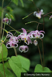 Perennials ~ Epimedium grandiflorum 'Mizuhomaru', Barrenwort ~ Dancing Oaks Nursery and Gardens ~ Retail Nursery ~ Mail Order Nursery