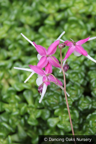 Perennials ~ Epimedium grandiflorum 'Princess Susan', Barrenwort ~ Dancing Oaks Nursery and Gardens ~ Retail Nursery ~ Mail Order Nursery