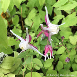 Perennials ~ Epimedium grandiflorum 'Princess Susan', Barrenwort ~ Dancing Oaks Nursery and Gardens ~ Retail Nursery ~ Mail Order Nursery
