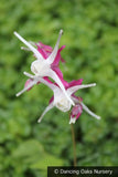 Perennials ~ Epimedium grandiflorum 'Princess Susan', Barrenwort ~ Dancing Oaks Nursery and Gardens ~ Retail Nursery ~ Mail Order Nursery
