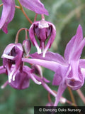 Perennials ~ Epimedium grandiflorum 'Purple Prince' ~ Dancing Oaks Nursery and Gardens ~ Retail Nursery ~ Mail Order Nursery