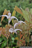 Perennials ~ Epimedium leptorrhizum, Barrenwort ~ Dancing Oaks Nursery and Gardens ~ Retail Nursery ~ Mail Order Nursery