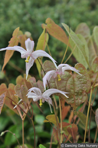 Perennials ~ Epimedium leptorrhizum, Barrenwort ~ Dancing Oaks Nursery and Gardens ~ Retail Nursery ~ Mail Order Nursery