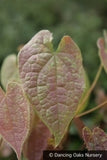 Perennials ~ Epimedium leptorrhizum, Barrenwort ~ Dancing Oaks Nursery and Gardens ~ Retail Nursery ~ Mail Order Nursery