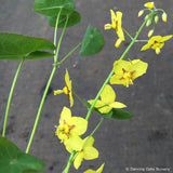 Perennials ~ Epimedium perralderianum, Barrenwort ~ Dancing Oaks Nursery and Gardens ~ Retail Nursery ~ Mail Order Nursery