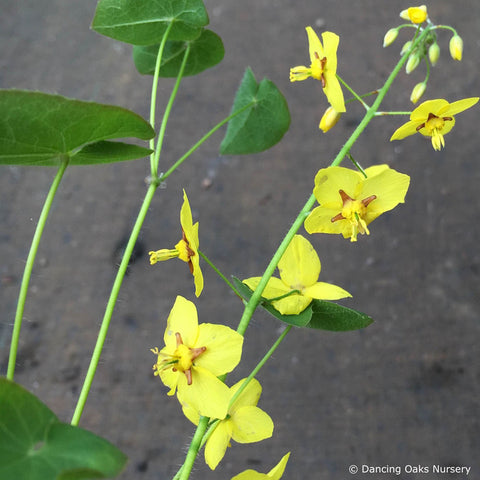 Perennials ~ Epimedium perralderianum, Barrenwort ~ Dancing Oaks Nursery and Gardens ~ Retail Nursery ~ Mail Order Nursery